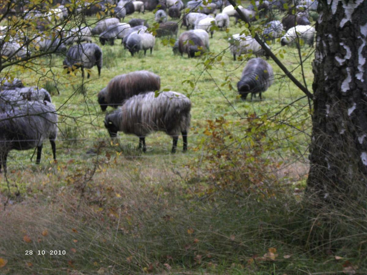 Ferienhaus Huus Ton Witten Barg Undeloh Bagian luar foto