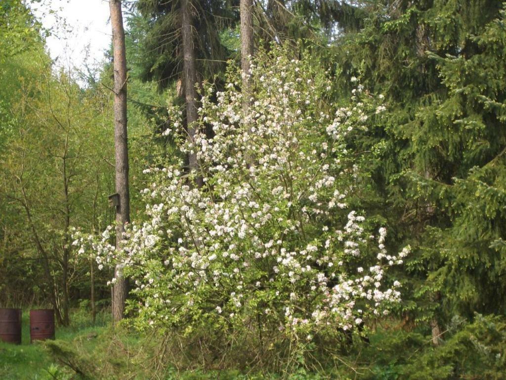 Ferienhaus Huus Ton Witten Barg Undeloh Bagian luar foto